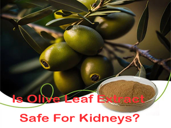 Is Olive Leaf Extract Safe For Kidneys?